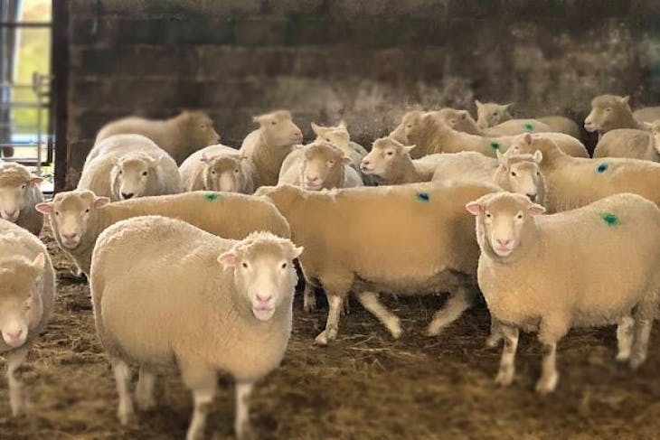 24 Pedigree Dorset Horn & Poll Dorset In-Lamb Breeding Ewes ...