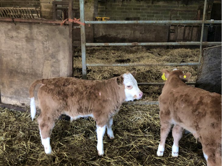 3 Simmental Store Calves | SellMyLivestock - The Online Livestock ...