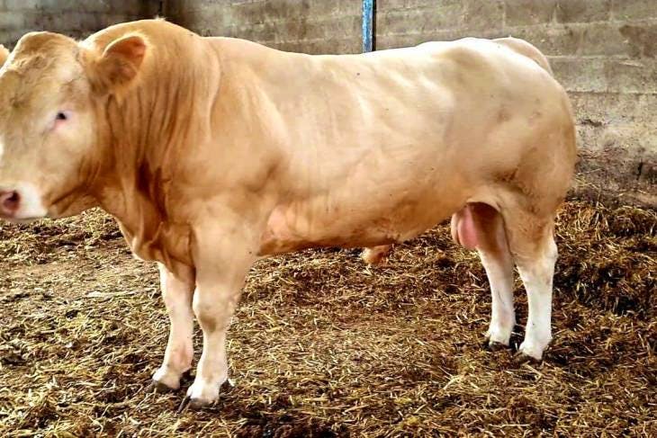 1 Pedigree British Blonde Breeding Bull 