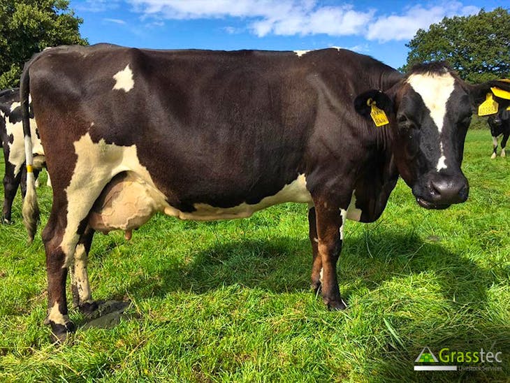 24 Holstein Friesian, NZ Friesian, Jersey Cross Breeding, Dairy Heifers ...