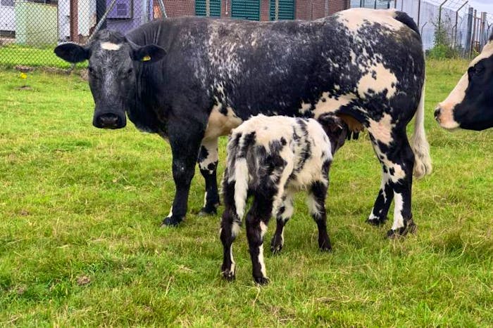 2 Pedigree British Blue, Belgium Blue Breeding Cows, Calves with Calves ...