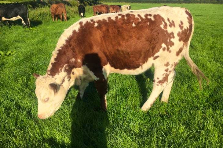 8 Hereford, Limousin Cross Store, Breeding Heifers | SellMyLivestock ...