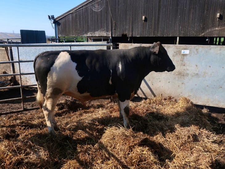 3 Pedigree British Friesian Breeding, Dairy Bulls, Young Bulls