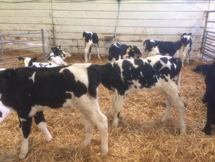50 Holstein Friesian Store Bulls, Steers SellMyLivestock The Online