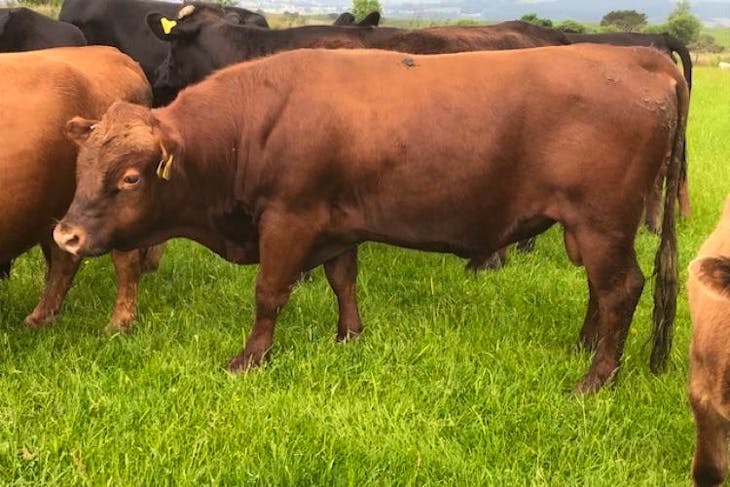 1 Pedigree Dexter Breeding Bull | SellMyLivestock - The Online ...