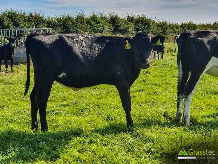 40 Jersey, NZ Friesian Cross Breeding, Dairy Calves SellMyLivestock