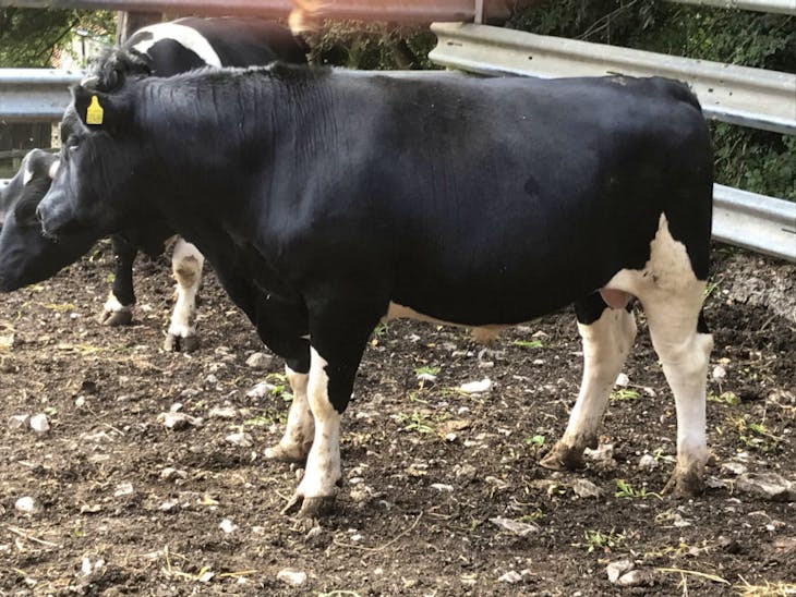 2 Organic Pedigree British Friesian Breeding, Dairy Bulls SellMyLivestock The Online
