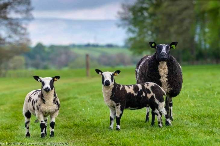 1 Pedigree Dutch Spotted Breeding Ewe With Lamb At Foot ...