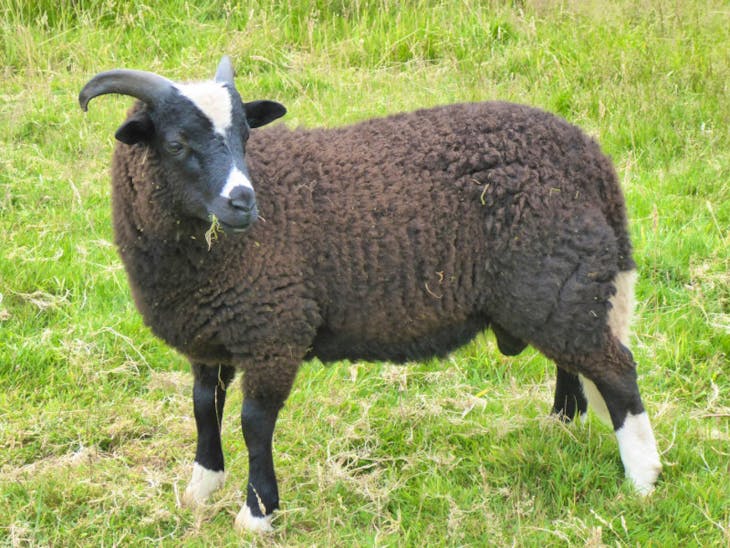 1 Balwen Welsh Mountain Breeding Ram | SellMyLivestock - The Online ...