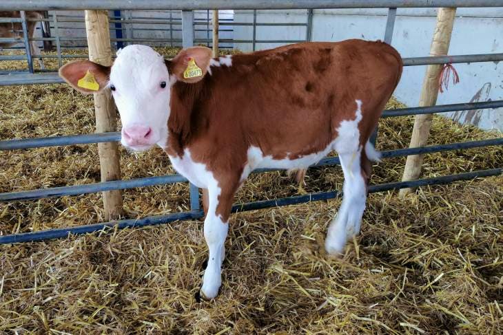 4 Hereford Cross Calves | SellMyLivestock - The Online Livestock ...