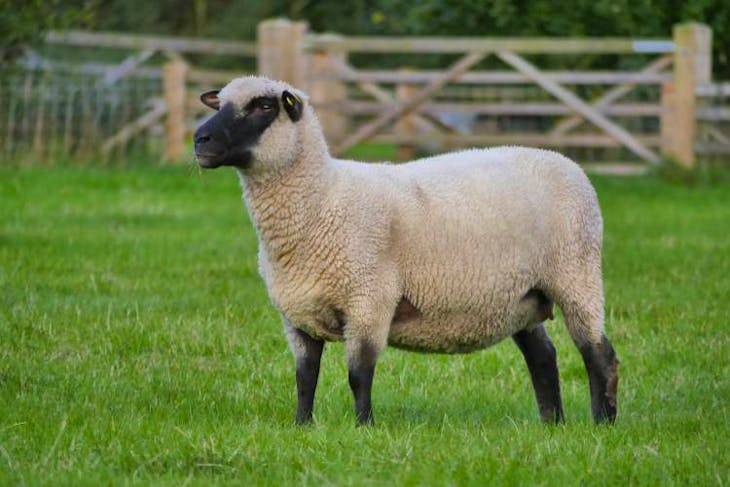 3 Pedigree Shropshire Breeding Ewes | SellMyLivestock - The Online ...