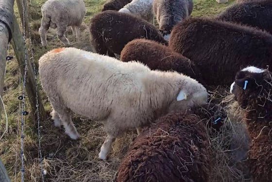 Indoor-Outdoor Thermometer - Horned Dorset Sheep and Gifts for sale 