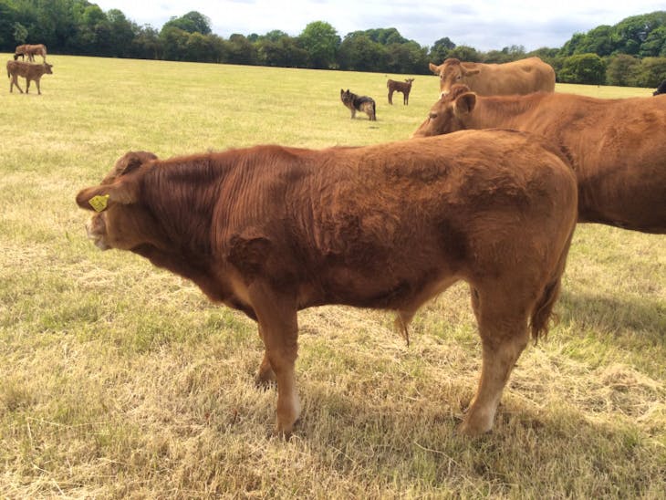 1 Pedigree Limousin Breeding Heifer with Calf at Foot | SellMyLivestock ...