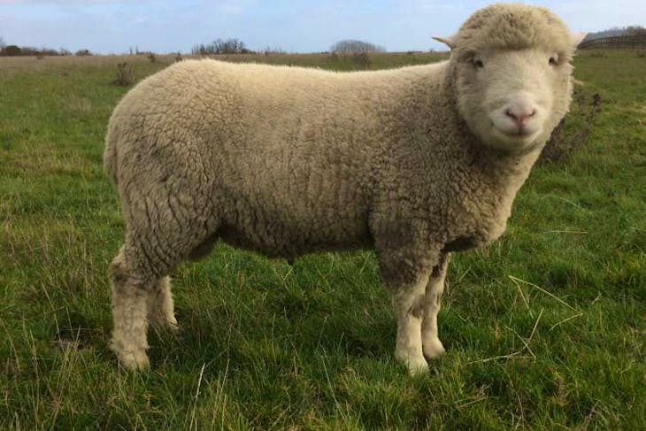 1 Pedigree Dorset Horn & Poll Dorset Breeding Ram SellMyLivestock
