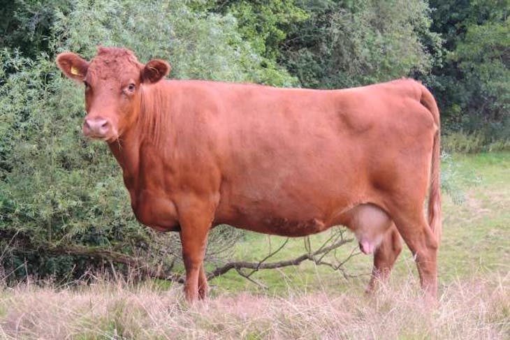 4 Pedigree Dexter, Miniature Hereford In-Calf Breeding Cows ...