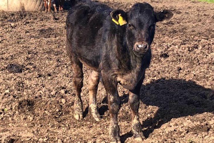 3 Welsh Black Cross Breeding Cows with Calves at Foot | SellMyLivestock ...