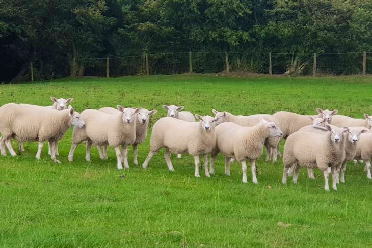 75 Texel, Cheviot Cross Breeding Lambs | SellMyLivestock - The Online ...