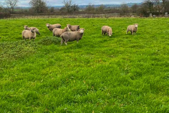 Indoor-Outdoor Thermometer - Horned Dorset Sheep and Gifts for sale 