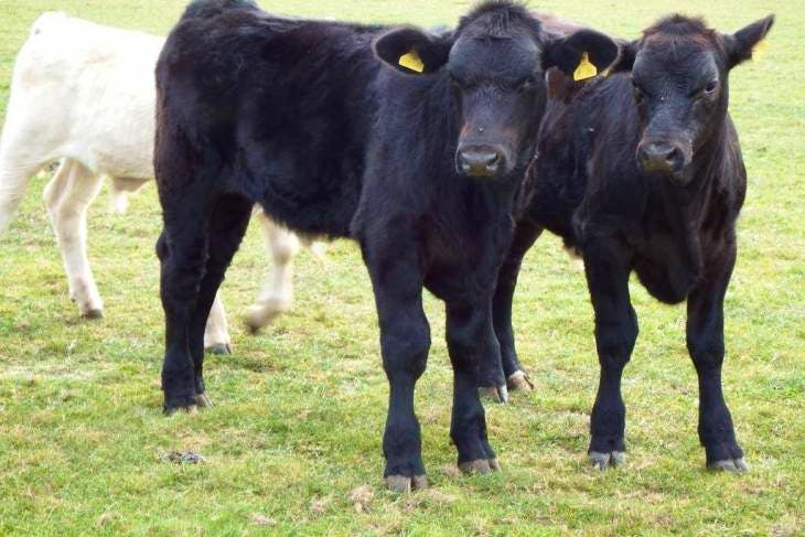 3 Aberdeen Angus Cross Breeding Cows, Calves with Calves at Foot ...