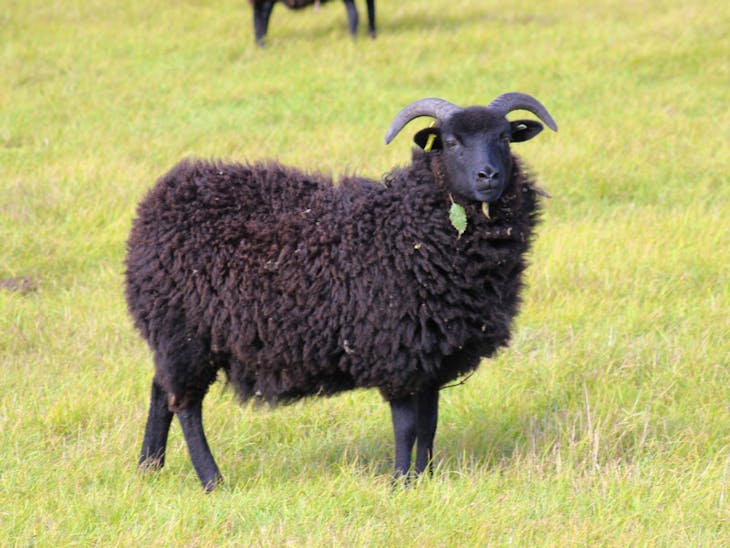 10 Hebridean Breeding Ewes SellMyLivestock The Online Livestock