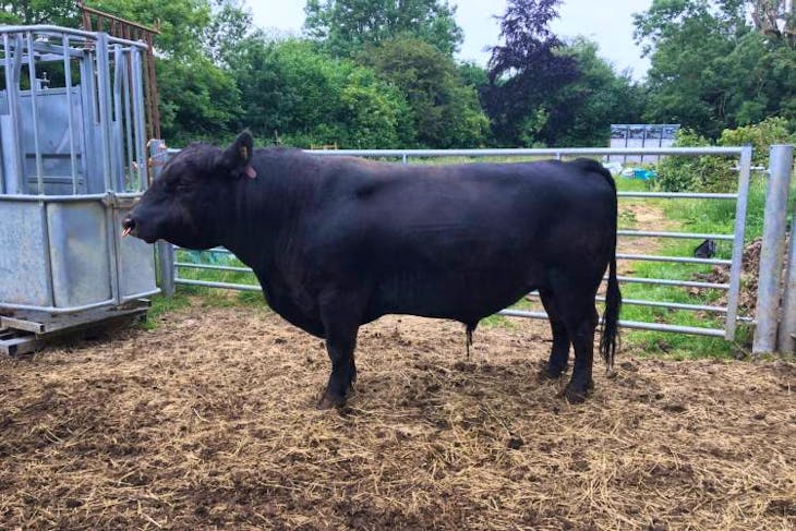 1 Pedigree TB Res Australian Lowline Breeding Bull | SellMyLivestock ...