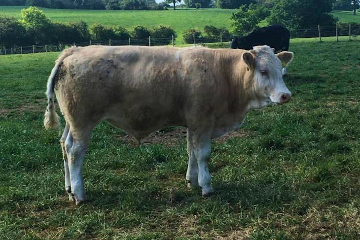 1 Pedigree Simmental Breeding Bull | SellMyLivestock - The Online ...