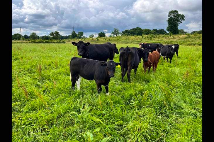 19 Aberdeen Angus, Beef Shorthorn, Hereford Cross In-Calf Breeding Cows ...