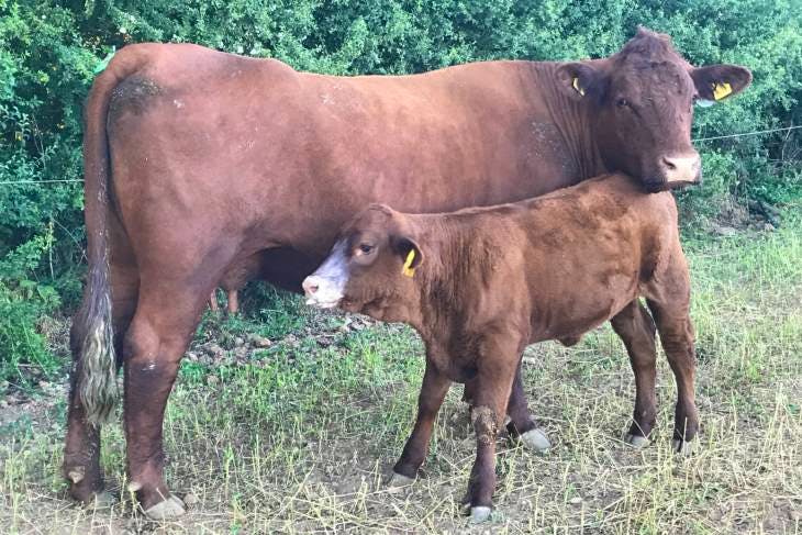 3 Pedigree Red Ruby Devon Breeding, Store Heifers | SellMyLivestock ...