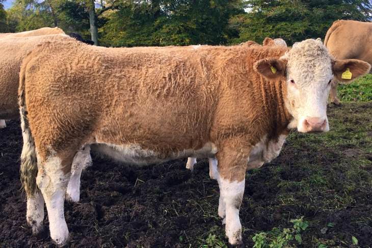 30 Simmental, Limousin Cross In-Calf Breeding Heifers | SellMyLivestock ...