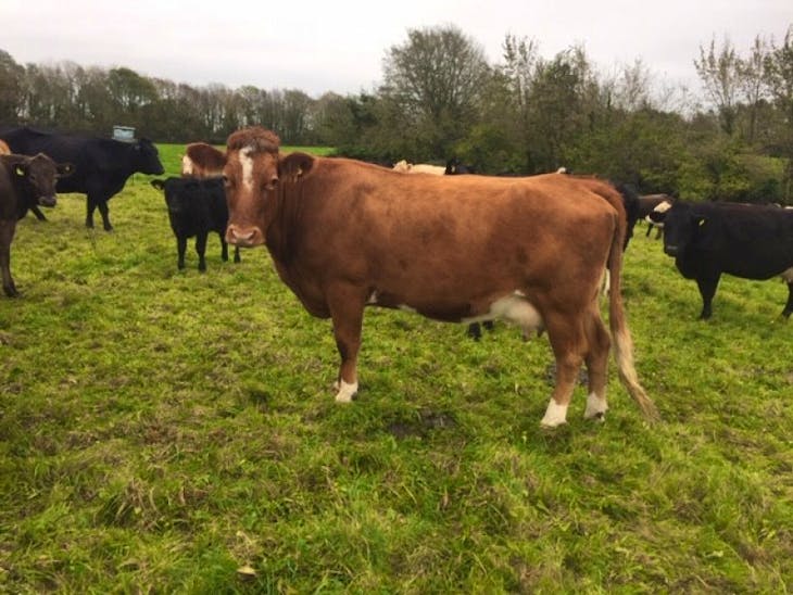 58 Aberdeen Angus, Limousin, Charolais, Hereford, British Blonde ...