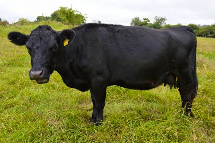 4 Australian Lowline Cross Breeding Cows with Calves at Foot ...