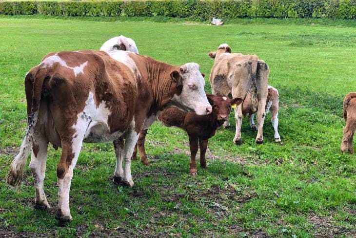 4 Beef Shorthorn, Simmental, Charolais, Hereford Cross Breeding Cows ...