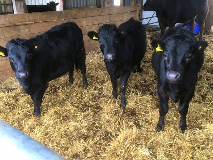 3 Dexter Store Calves, Heifers, Steers SellMyLivestock The Online