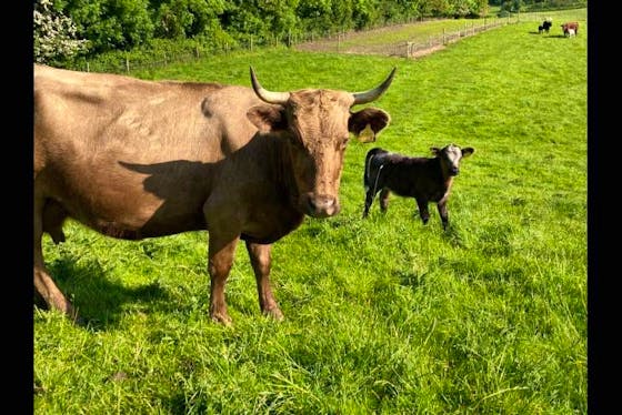 baby dexter cattle