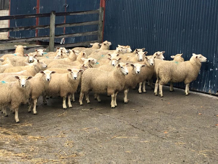 75 Lleyn, New Zealand Romney Breeding Lambs | SellMyLivestock - The ...