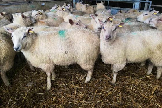 Charollais Sheep For Sale | SellMyLivestock - The Online Livestock ...