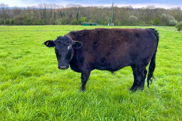 2 Australian Lowline, Dexter Cross Store Steers | SellMyLivestock - The ...