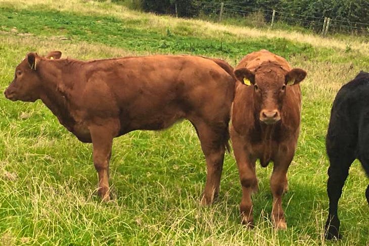 8 Hereford, British Blue Cross In-Calf Breeding Cows, Calves with ...