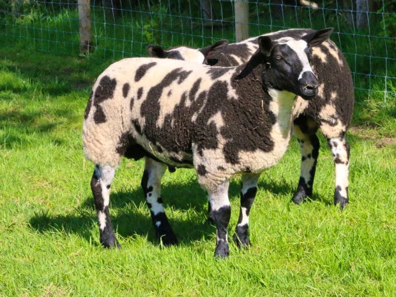 2 Pedigree Dutch Spotted Breeding Lambs, Rams, Shearlings ...