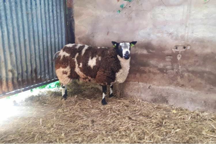 1 Dutch Spotted Breeding Ram | SellMyLivestock - The Online Livestock ...