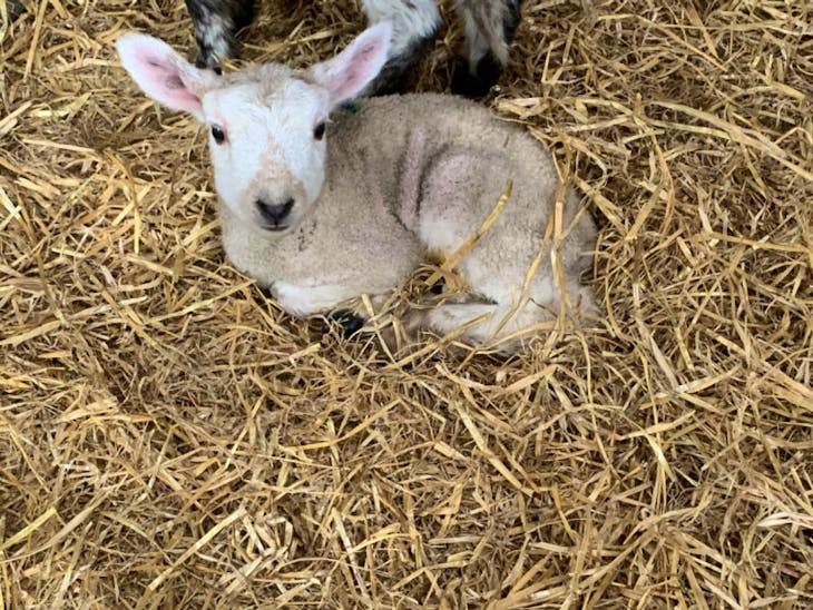 50 Texel, Suffolk, North of England Mule, Charollais Cross Store ...