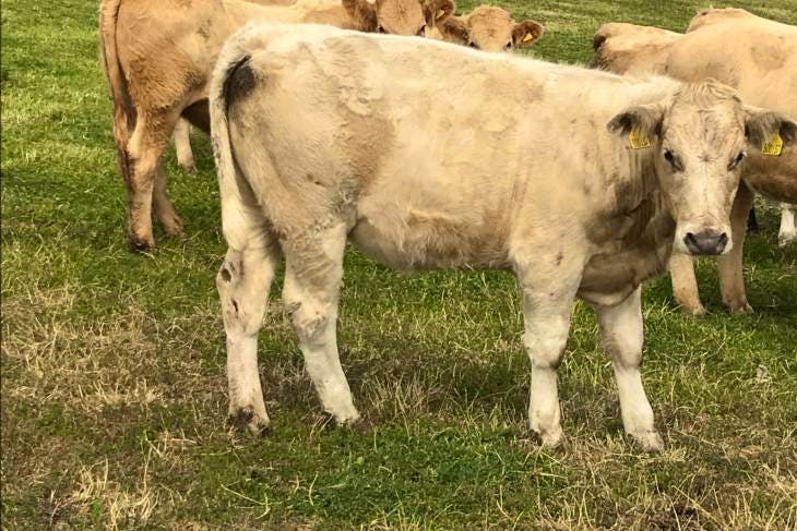 14 Limousin, Charolais Cross Store Heifers | SellMyLivestock - The ...