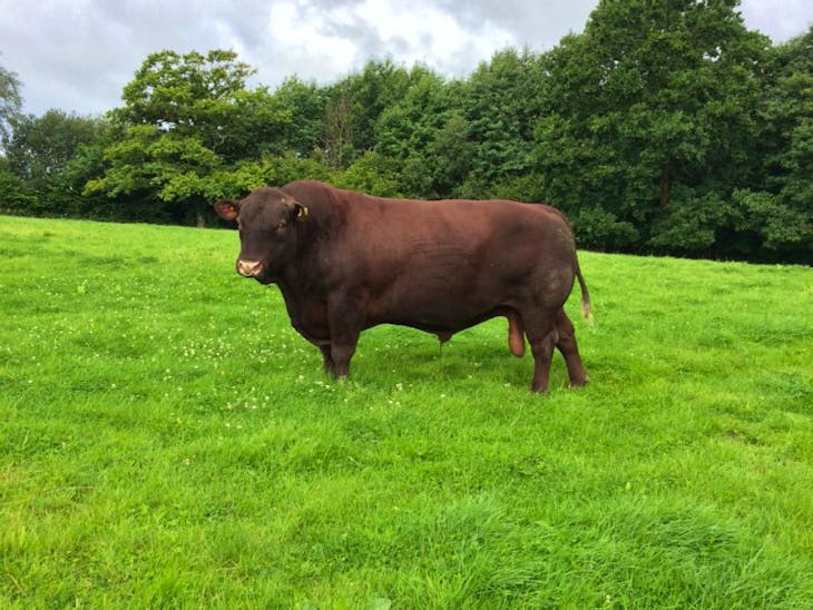 1 Pedigree Sussex Breeding Bull | SellMyLivestock - The Online ...