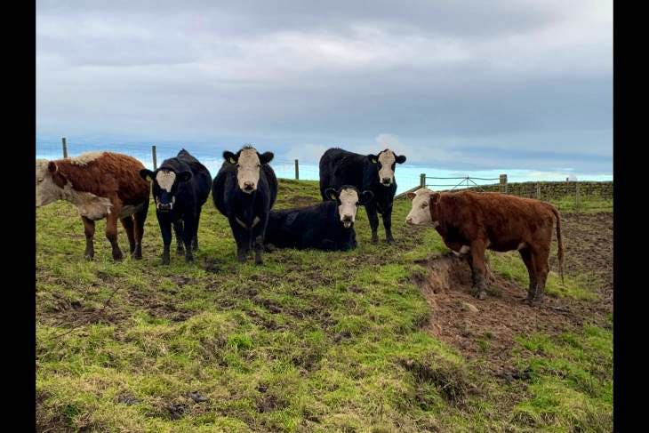 17 Aberdeen Angus, Hereford Cross Store Heifers | SellMyLivestock - The ...