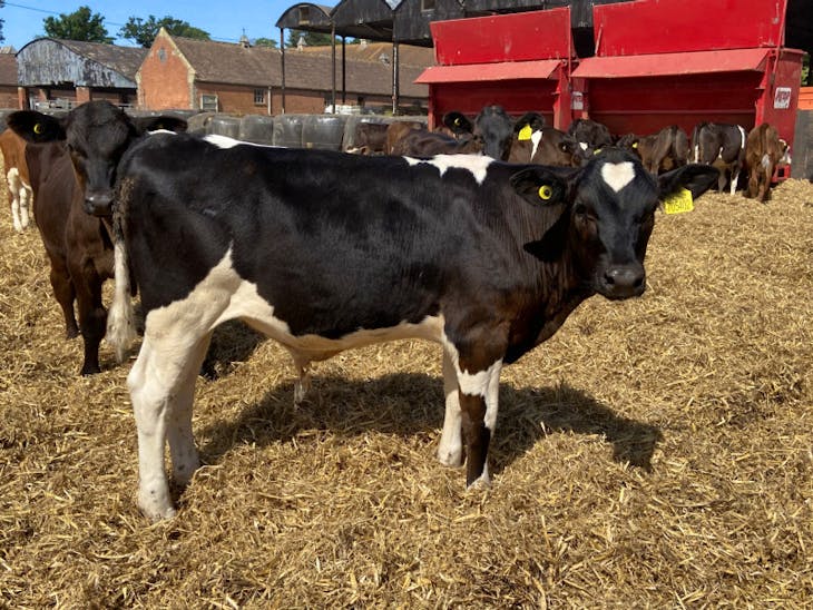 200 TB Res Holstein Friesian, Aberdeen Angus, British Friesian