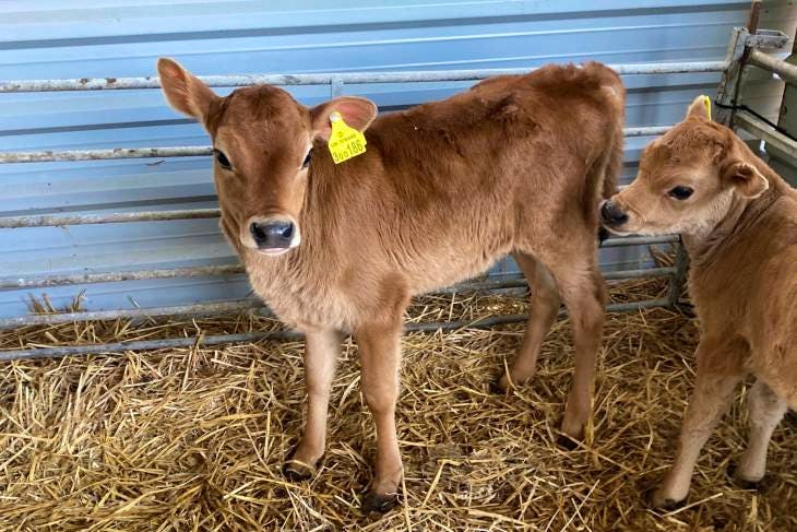 5-jersey-calves-sellmylivestock-the-online-livestock-marketplace