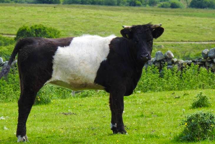 1 Highland, Belted Galloway Cross In-Calf Breeding Heifer ...