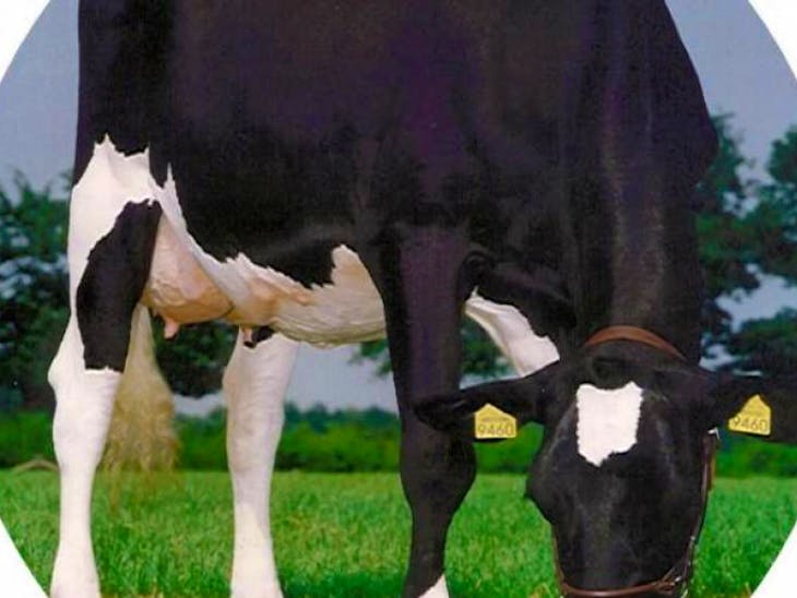 90 Pedigree Holstein InCalf Breeding, Dairy Cows SellMyLivestock