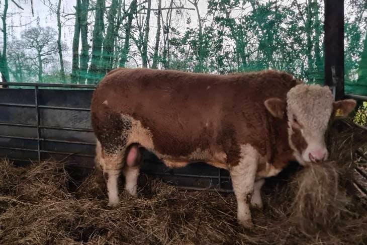 1 Pedigree Simmental Breeding Bull Sellmylivestock The Online Livestock Marketplace 