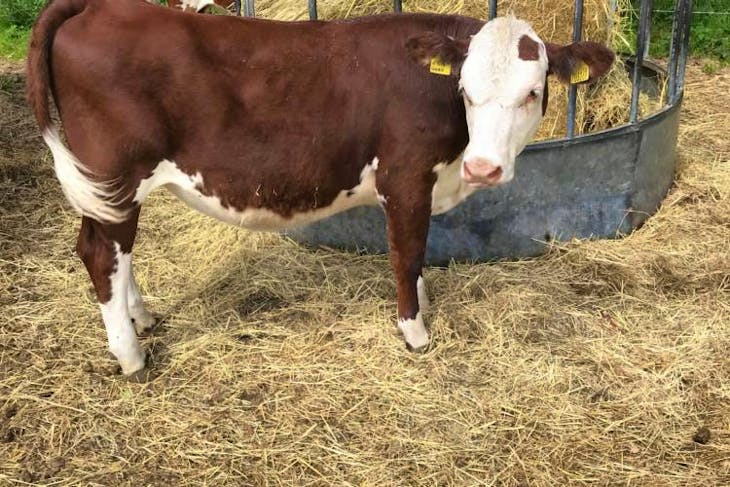 4 Simmental, Hereford, British Blue Cross Store Heifers ...